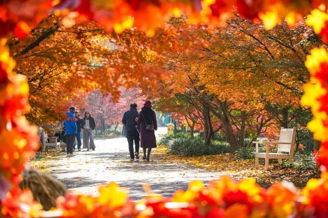 限时半价！上海这个公园12000株枫树正值最佳观赏期→