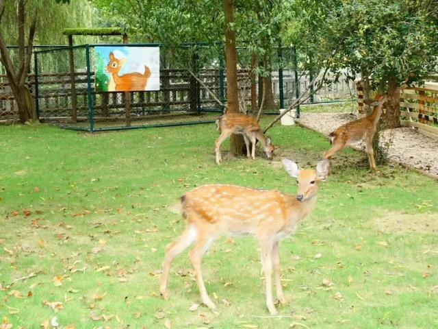 江宁初冬亲子“三件套”→