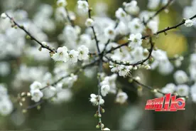 一年一次！再挤也要去的地方，第一波福州人已经拍上了！图片
