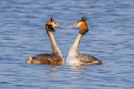 李现在玉渊潭“打鸟”出圈，观鸟热潮背后，小众爱好缘何爆火？图片