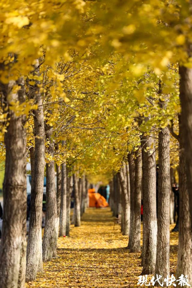 满城尽带“黄金甲”！盐城“网红”银杏长廊进入最佳观赏期