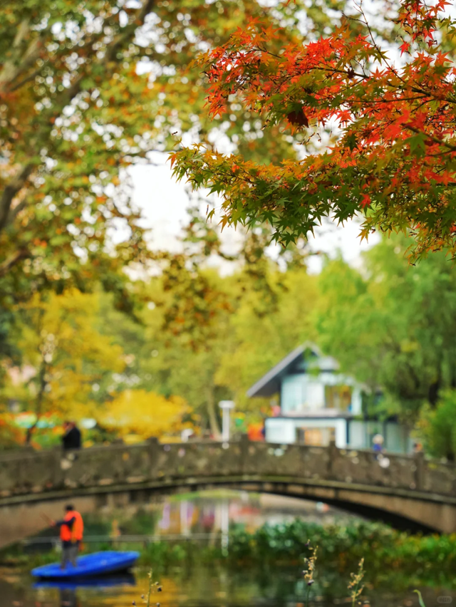 2000+地肤、450+枫树换上“秋装”！就在上海市中心这个免费公园→