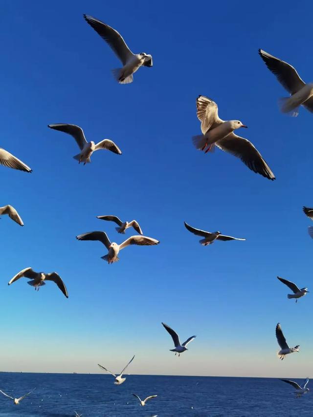 一起出发，从北京坐着火车去看海鸥！