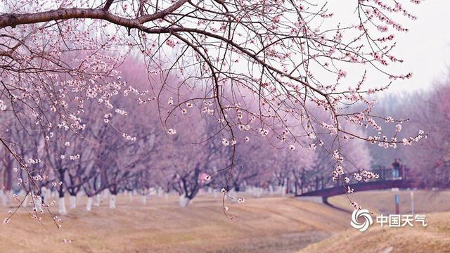 浪漫值拉满 奥森桃花盛开如粉色梦幻仙境