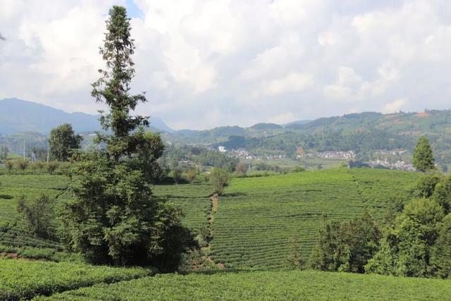 普安山川风物 || 秋高气爽 茶山有韵