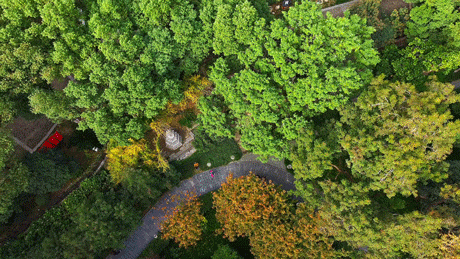 武汉为百年古树建公园，免费开放！