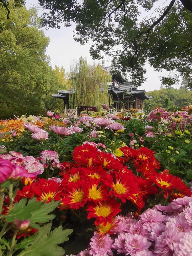 晚潮｜深秋，总要看场菊展吧