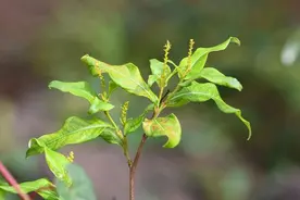 昆明植物园两种珍稀植物开花图片