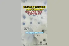 海边赶海遇到满地都是洞洞，究竟哪个里面有蛤蜊？大姐在线传授“秘诀”：“非给你们教会不可”图片
