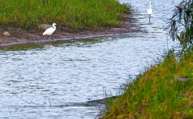 暖冬“追鸟”去！在海口美兰，邂逅灵动之美~
