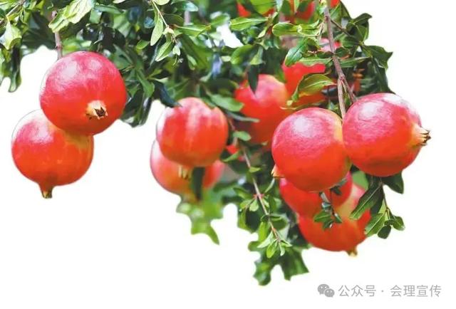 文旅发展 | 古城会理 向阳向新