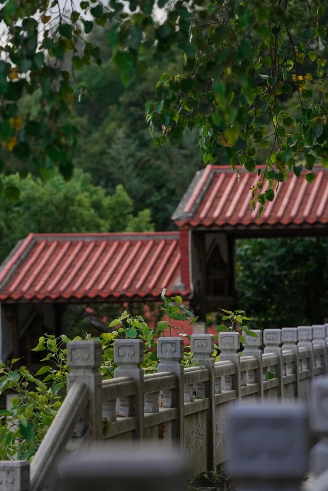 风裹武韵林间绕！南少林藏着鲜活的江湖梦