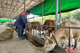 （乡村行·看振兴）“生态包袱”变“绿色财富” 江西永修积极推进秸秆综合利用图片