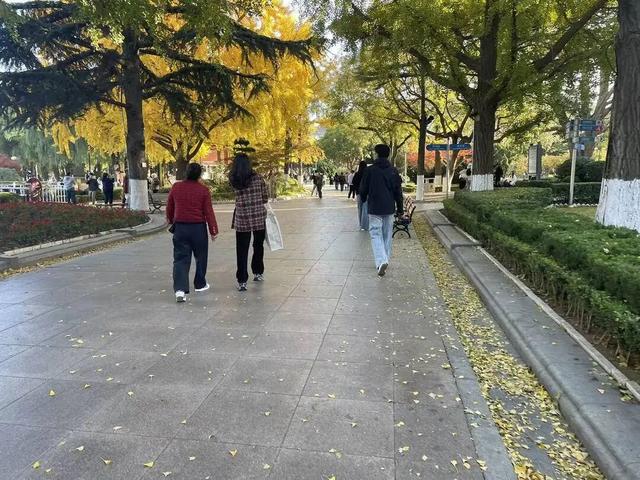 落叶缓扫！辽宁一地打造叶景打卡地