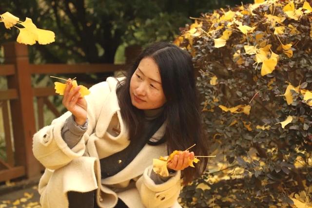 持续两周时间!修文县银杏林迎来最佳观赏期