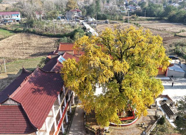 巢湖千年古银杏披上“黄金甲”