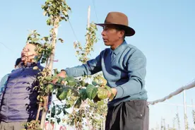 陕西苹果成为藏族群众期盼的“致富果”图片