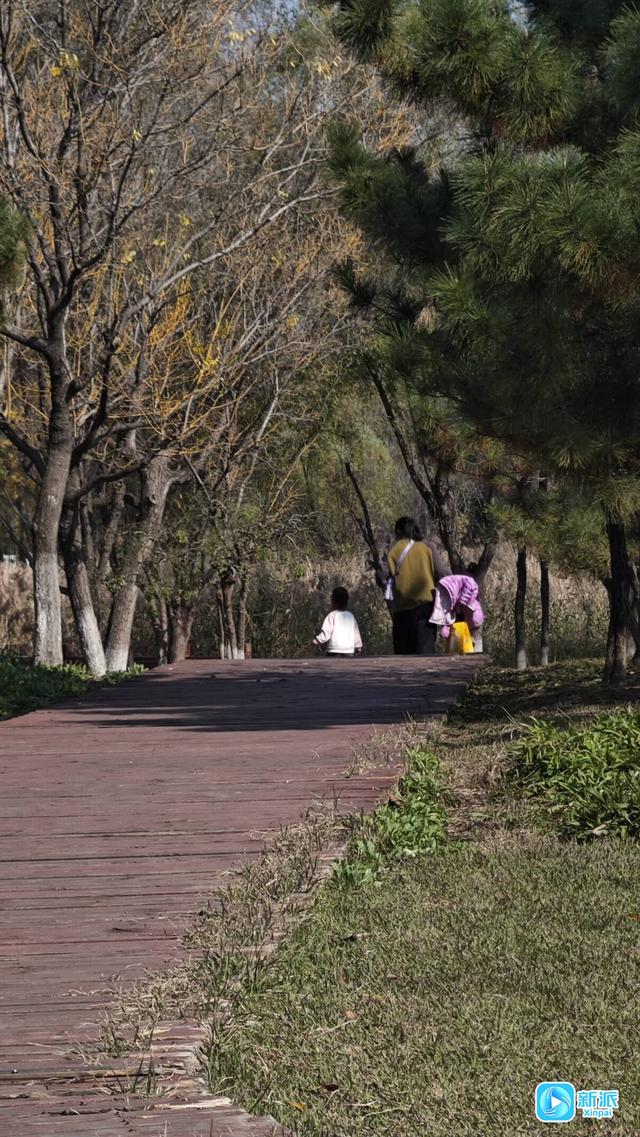 朱檐染秋色 杏叶藏秋意~潍坊虞河边拍照超出片