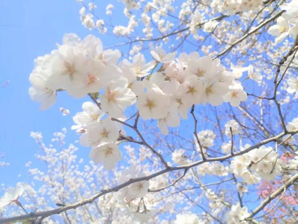 2026河南·荥阳第十一届黄河樱花季在丰乐樱花园启幕