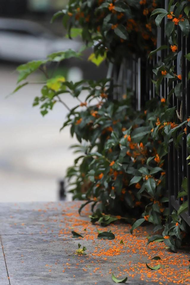 秋日限定“双骄”：从赏到玩转的完整攻略！