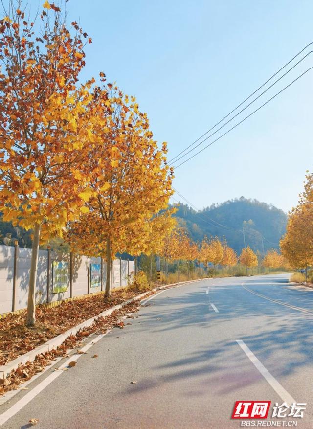 岁暖时刻丨在凤凰县环城路，我读懂了一片梧桐叶的一生