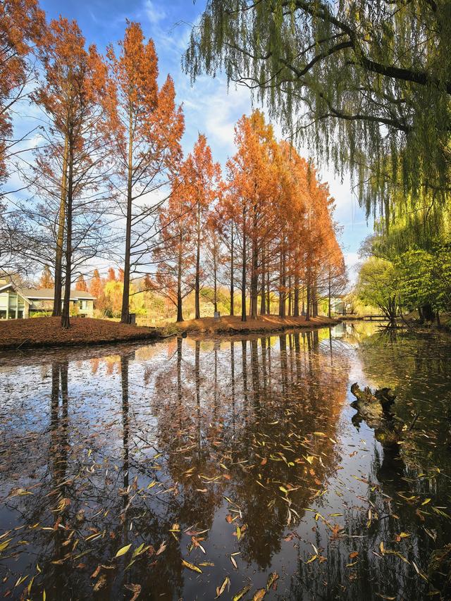 闯入秋日油画！紫玉公园红树林的天鹅舞会正在上演