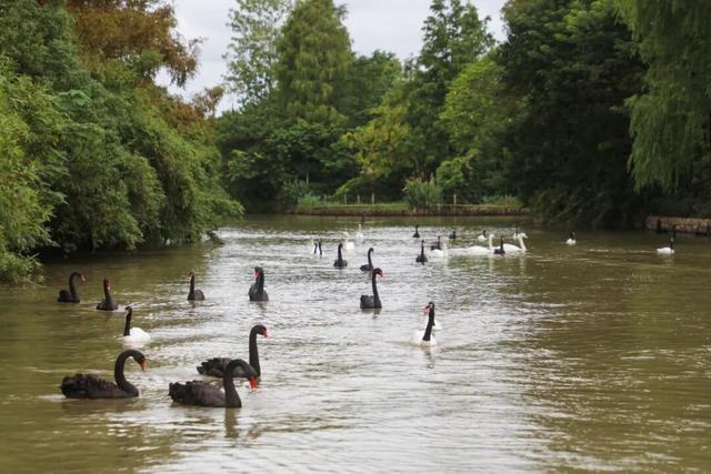 上野大熊猫百日庆邀你免费游园！