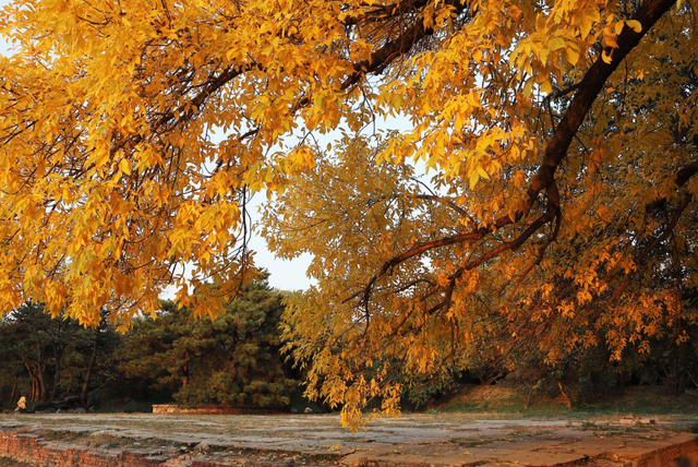 再见十月的圆明园！在时光褶皱里寻秋日诗韵。