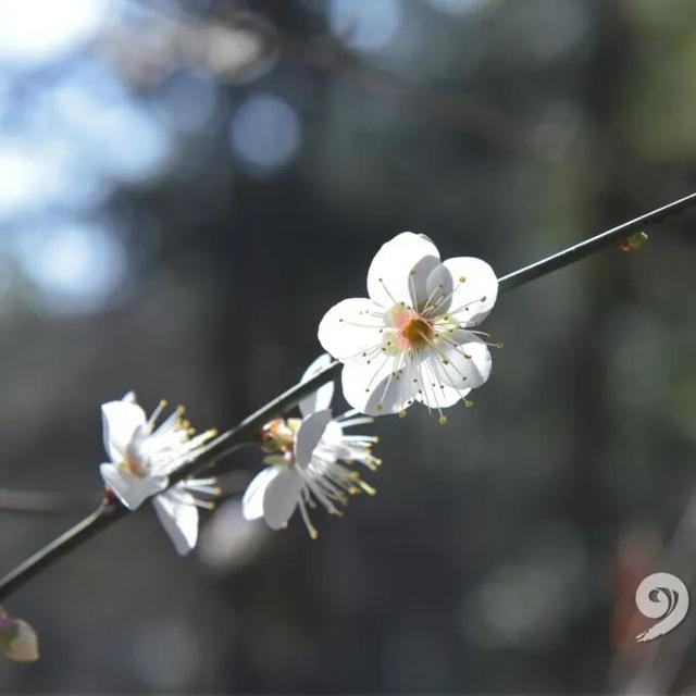 错过了等明年，仙游冬日浪漫已上线！打卡去！