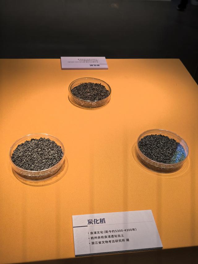 每粒米都是时间的胶囊，走进南京市博物馆看江南的稻米文化
