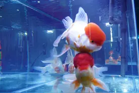 “金鱼之乡”首次举办金鱼大赛！朝阳礼物登场亮相图片