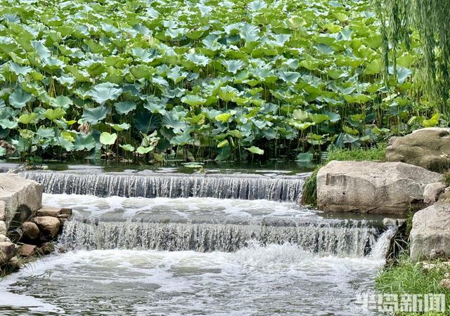 大雨“润色”李村河！碧水映翠柳，荷香满园，尽显生态之美