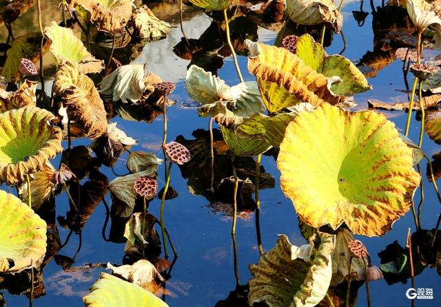 秋染双珠：斑斓叶色与湖光闲情