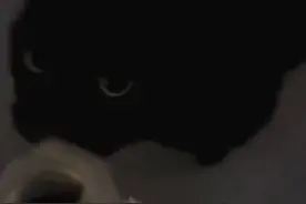 流浪猫遭虐打后：女士小区群发求助，热心邻居众筹手术费救治图片