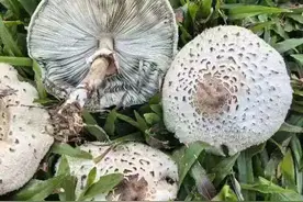 8克可致命！这种“蘑界杀手”在浙江很多见，专家提醒图片