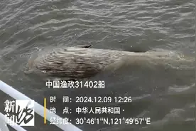 发现大型不明生物！上海相关部门紧急处置：竟是……没想到！图片