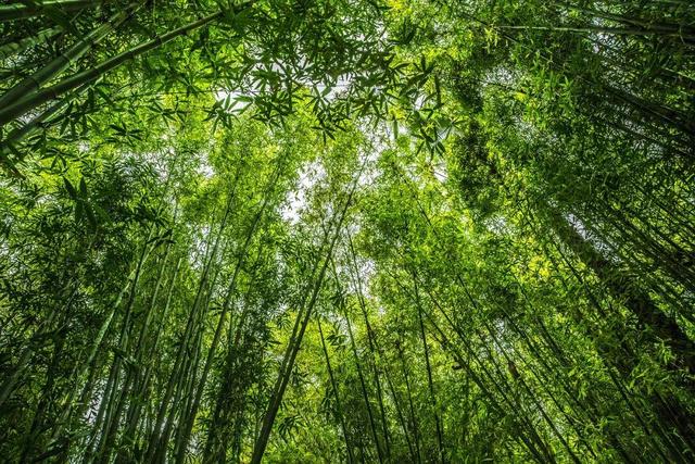夏天，还得是苏东坡笔下眉山的夏天