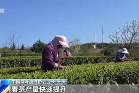 绿茶生产交易进入高峰期 “明前茶”集中上市 有何特点？图片