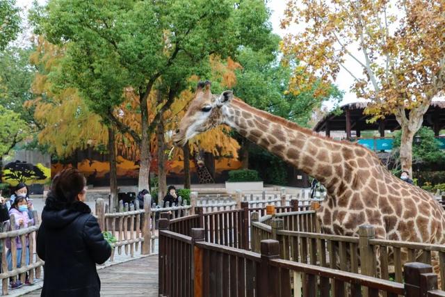 上野大熊猫百日庆邀你免费游园！