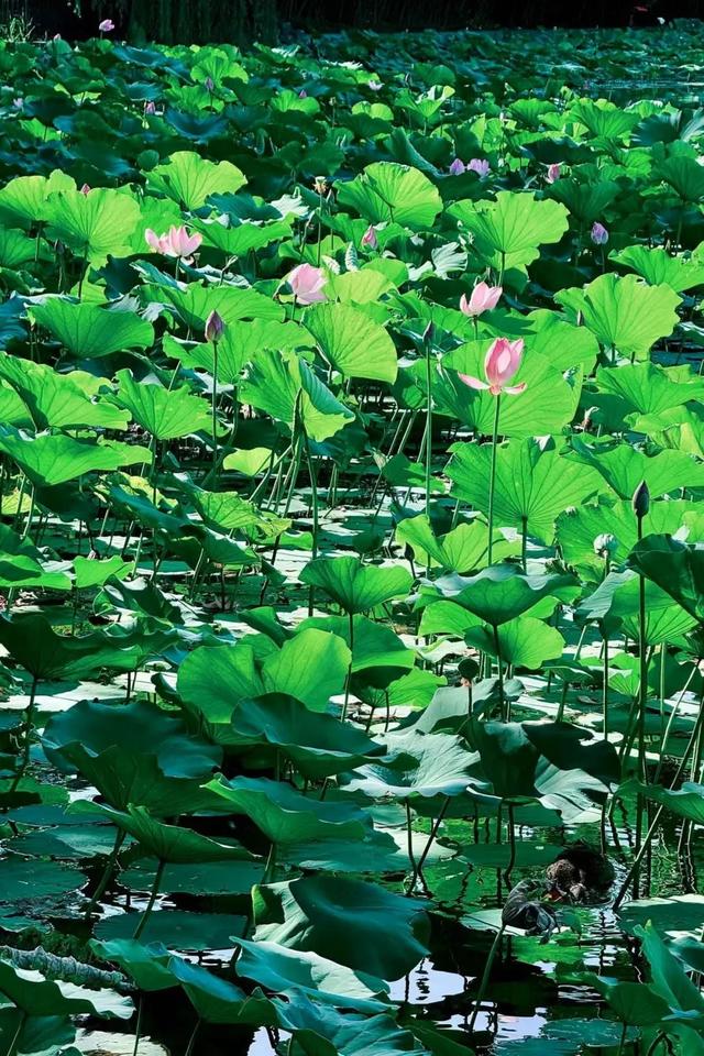 夏日海淀文艺一日游：紫竹院赏荷×国图看展攻略