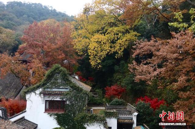 浙江杭州：红枫层林尽染 引游客竞相打卡