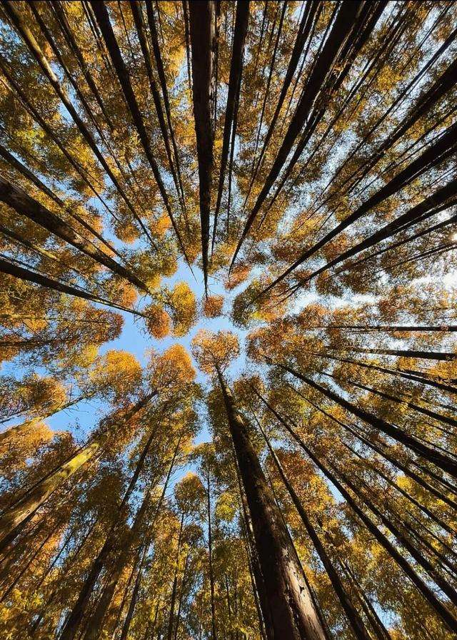 重庆秋色“天花板”火了！最快1小时飚拢！