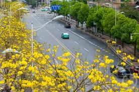 惊艳街景 “黄色风铃”迎春开图片