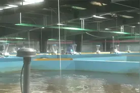 让海鲜更新鲜 海鲜陆养成为水产养殖未来发展趋势图片