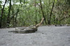 生物多样性｜蛇年说蛇：探秘上海常见蛇类图片