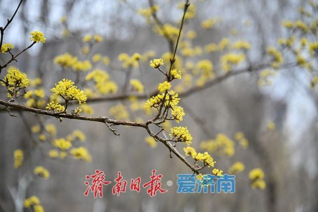 一年四季 泉在济南丨花圃公园山茱萸悄然绽放 早春画卷徐徐展开