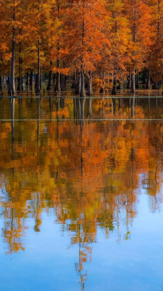 成都限定红！水杉最美季节上线，赶紧打卡