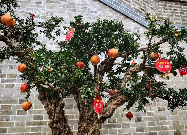 【冬季暖阳 凉山不凉】会理凭“烟火+诗意”出圈2025凉山文旅大会