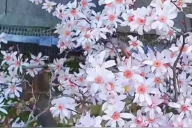 全国唯一的400多岁古旱莲开花 开花时只有花而无叶图片