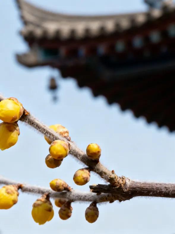 香香香香香!碑林的蜡梅开了!